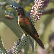 Fire-tailed Sunbird