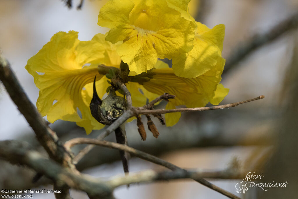 Black-throated Sunbird male adult