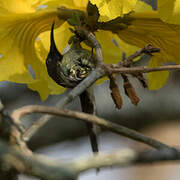 Black-throated Sunbird