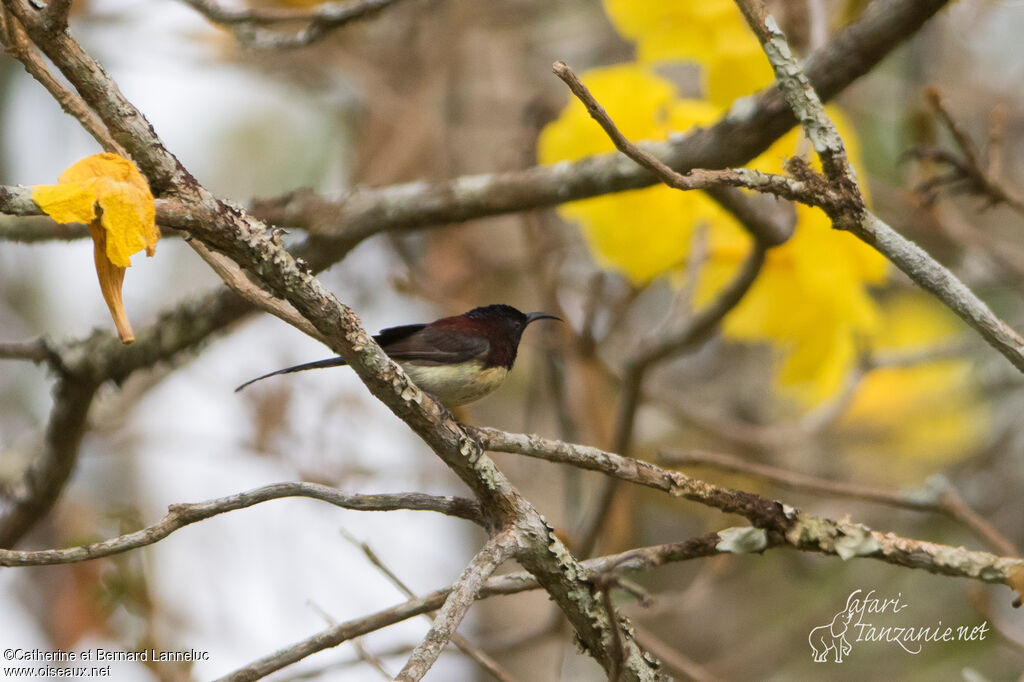 Black-throated Sunbird male adult, identification