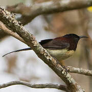 Black-throated Sunbird