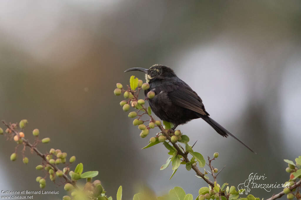 Souimanga tacazze mâle immature, identification