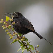 Tacazze Sunbird