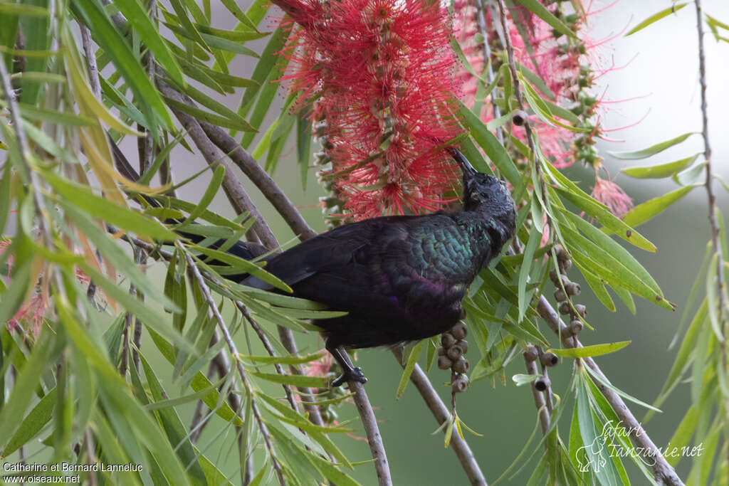 Tacazze Sunbird male adult, feeding habits, eats