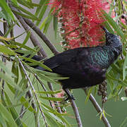 Tacazze Sunbird