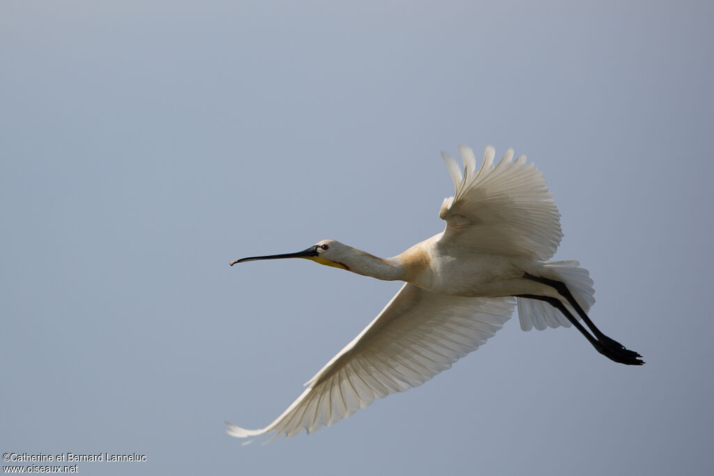 Eurasian Spoonbilladult, Flight