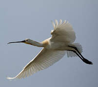 Eurasian Spoonbill