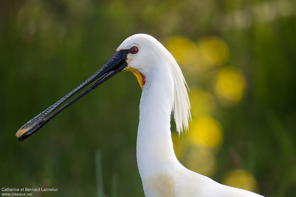 Eurasian Spoonbilladult, close-up portrait