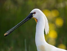 Eurasian Spoonbill