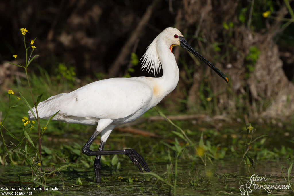 Eurasian Spoonbilladult breeding, walking