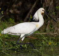 Eurasian Spoonbill