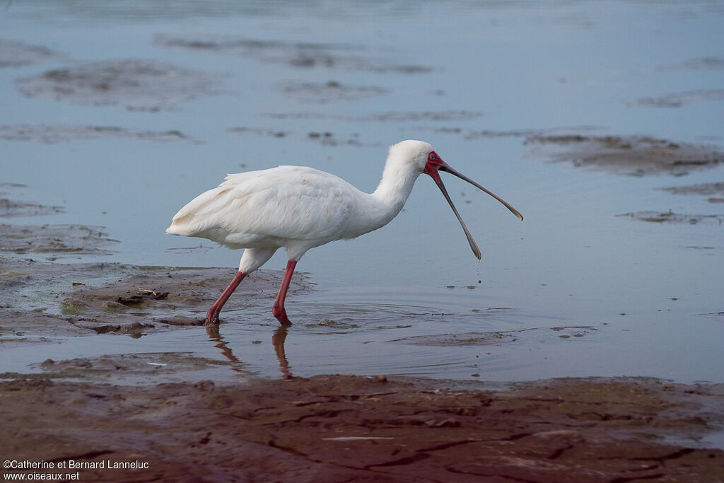 African Spoonbilladult, Behaviour