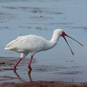 African Spoonbill