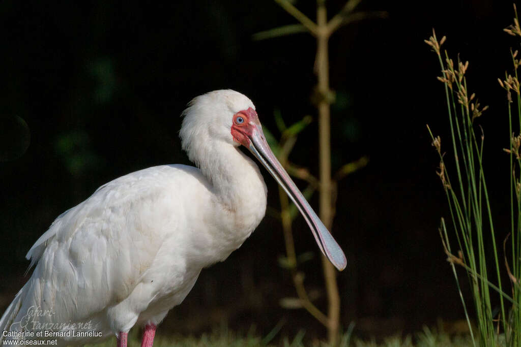 African Spoonbilladult, close-up portrait