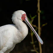 African Spoonbill