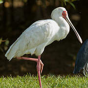 African Spoonbill