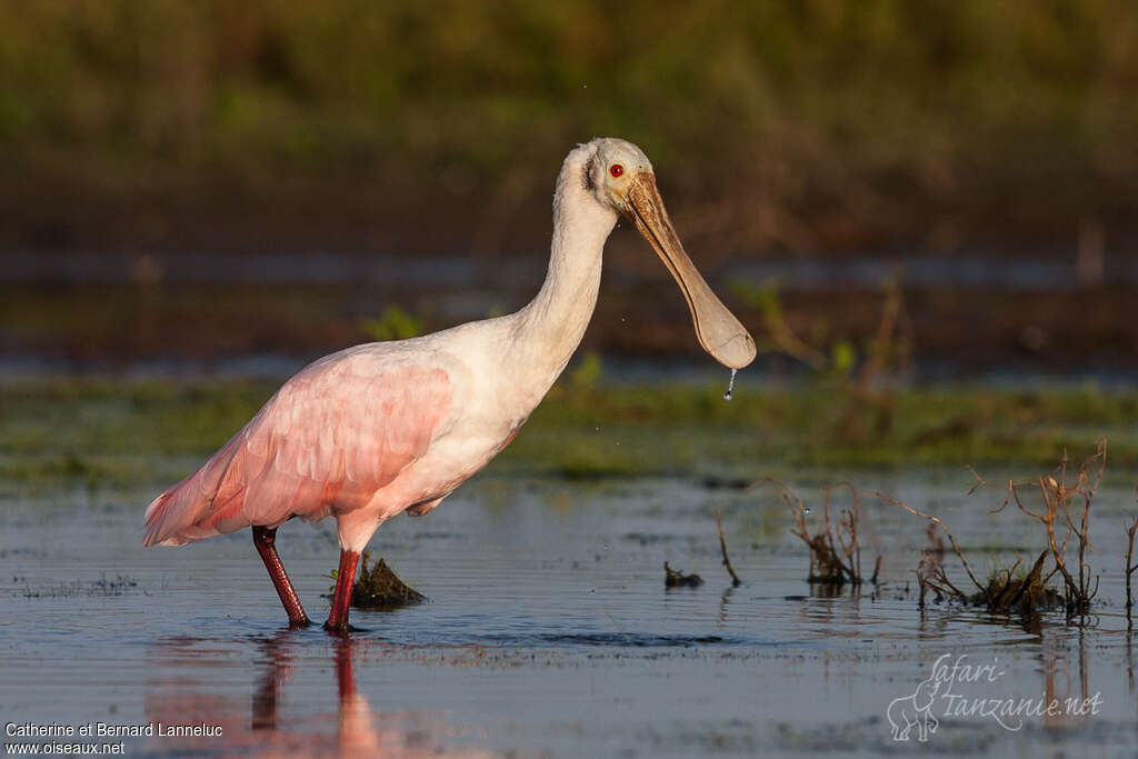 Roseate Spoonbilladult, drinks