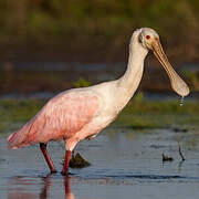 Roseate Spoonbill