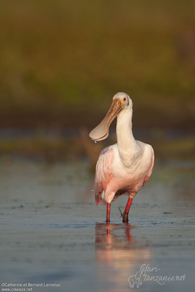 Roseate Spoonbilladult, drinks, Behaviour