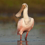 Roseate Spoonbill