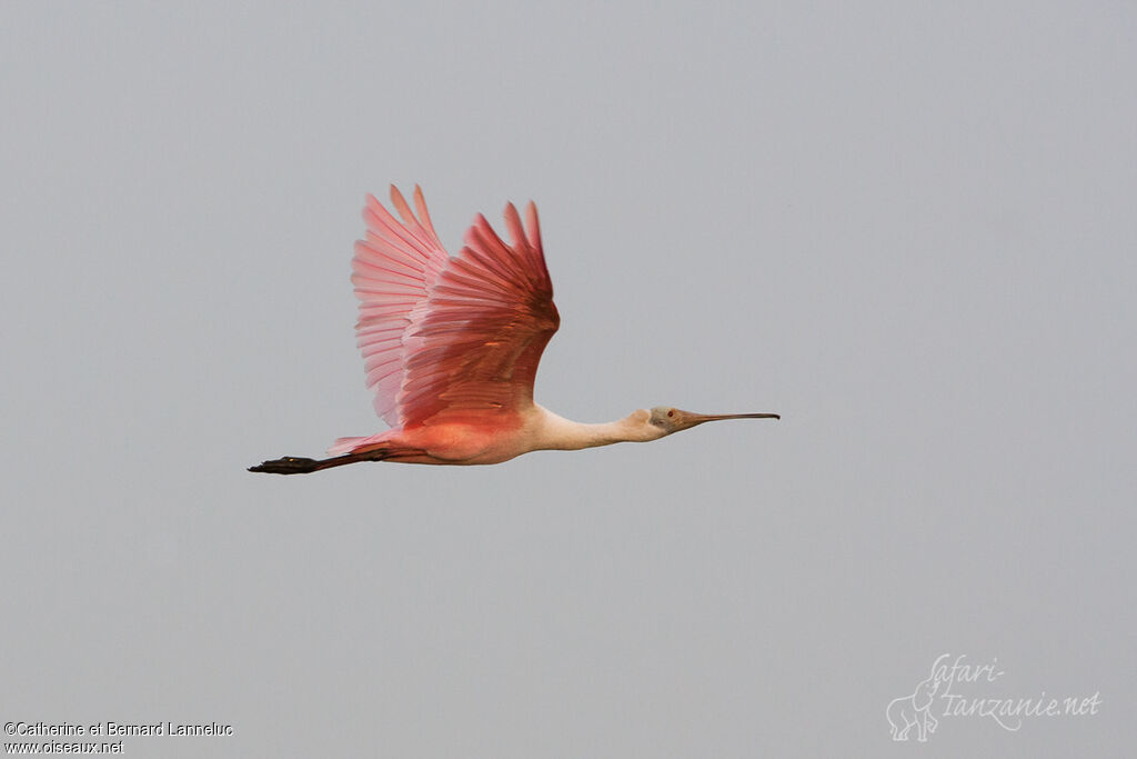 Roseate Spoonbilladult, Flight