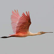 Roseate Spoonbill