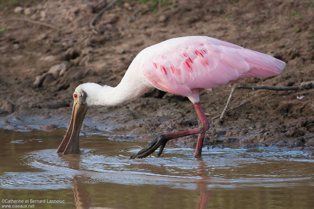 Roseate Spoonbilladult, identification, fishing/hunting