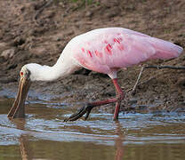 Roseate Spoonbill