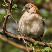 Speckle-fronted Weaver