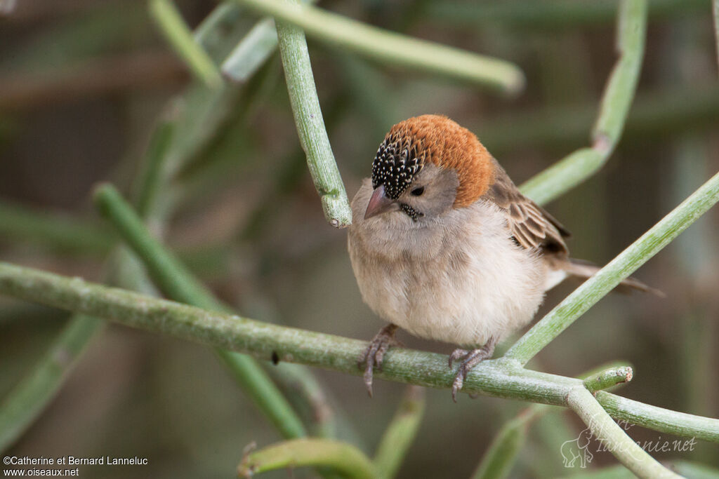 Speckle-fronted Weaveradult, identification