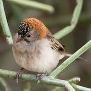 Speckle-fronted Weaver