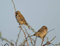 Scaly-feathered Weaver