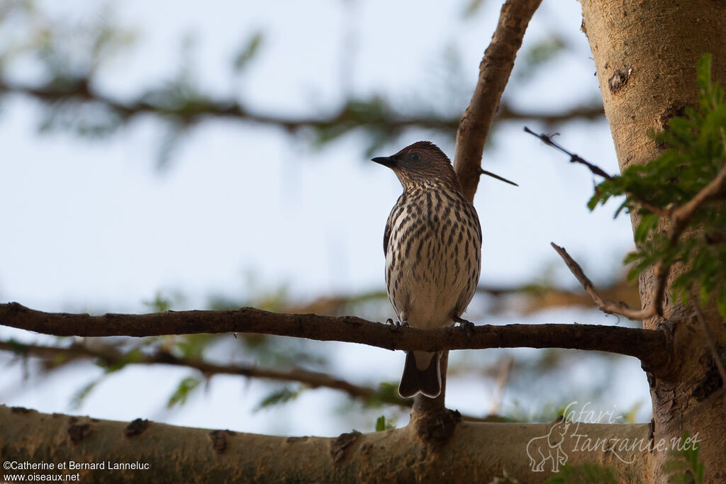 Violet-backed Starling female adult