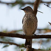 Violet-backed Starling