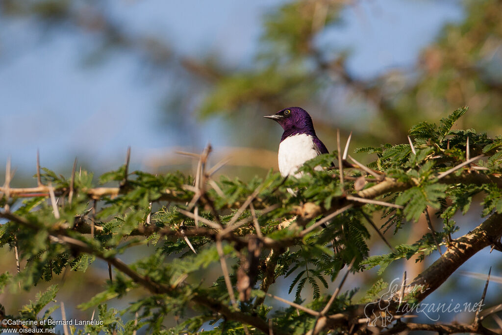 Violet-backed Starling male adult