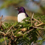 Violet-backed Starling