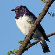 Violet-backed Starling