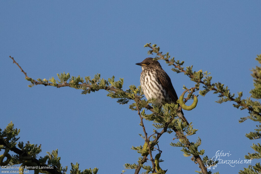 Violet-backed Starling female adult