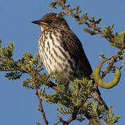 Violet-backed Starling