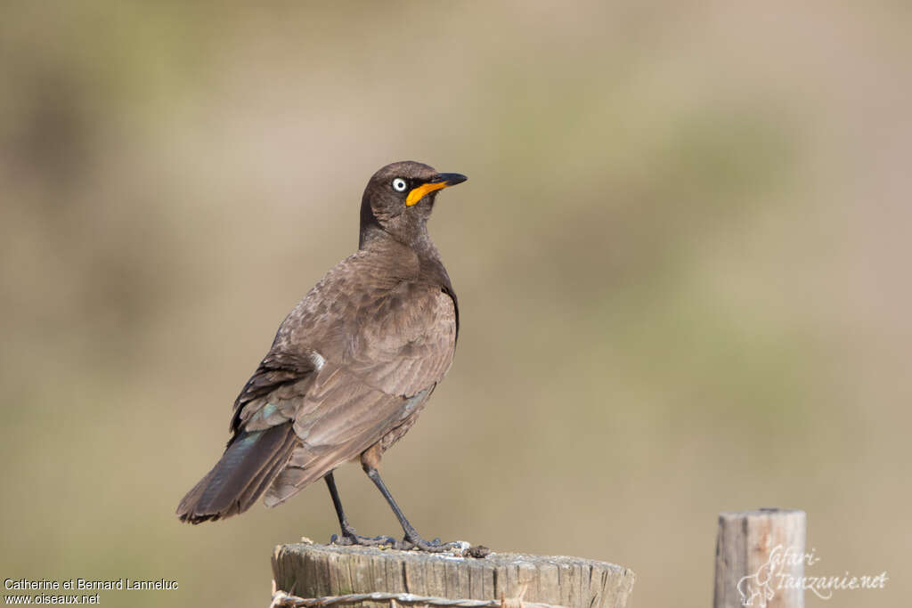 Pied Starlingadult, courting display