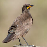 Pied Starling