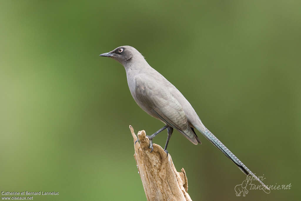 Spréo cendréadulte, identification