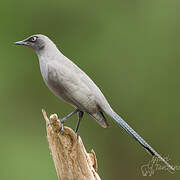 Ashy Starling