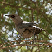 Ashy Starling