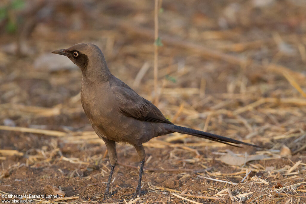 Ashy Starlingadult, identification