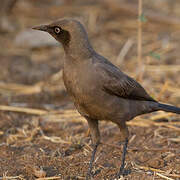 Ashy Starling