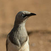 Fischer's Starling