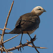 Fischer's Starling