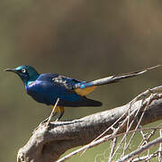 Golden-breasted Starling