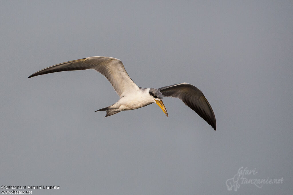 Large-billed Ternadult, Flight